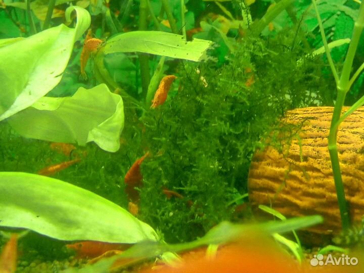 Растения, рыбки, креветки