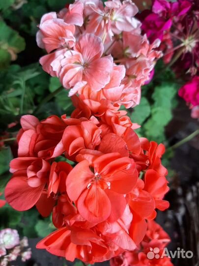 Пеларгония герань на обмен