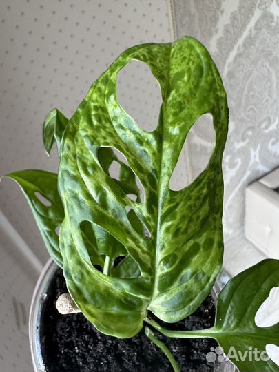 Монстера манки вариегатная камуфляж