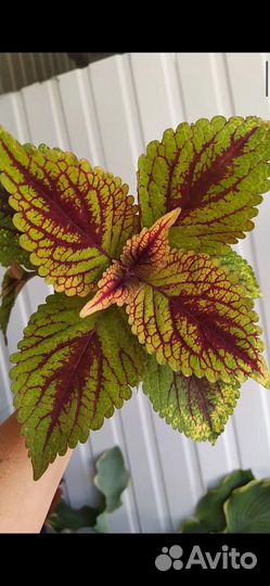 Колеусы сортовые