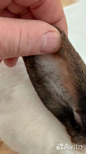 Кролики Калифорния