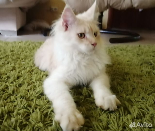 Мейн-кун