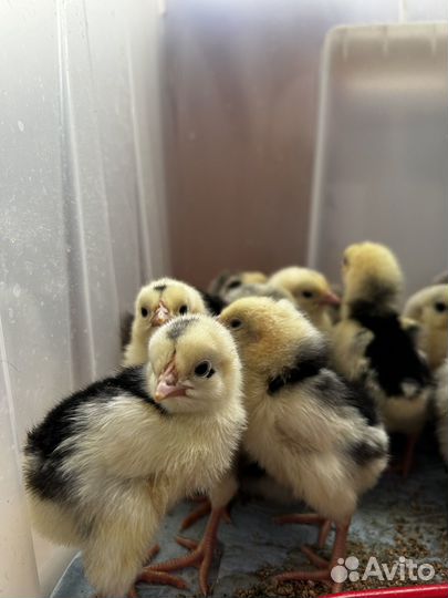 Цыплята инкубационное яйцо