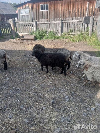 Овцы бараны ягнята