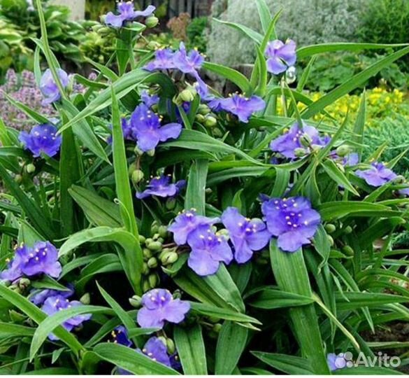 Традесканция садовая