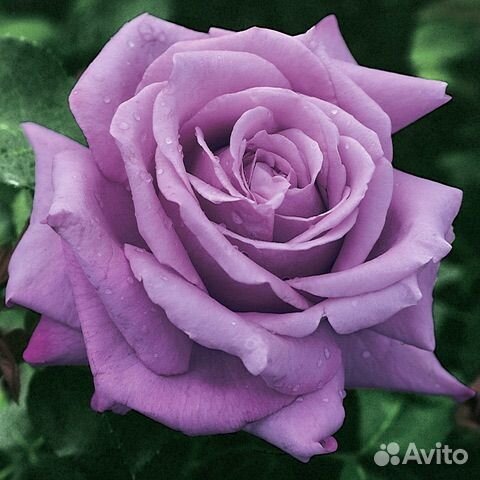 Роза, розы, вьющая роза, кусты роз