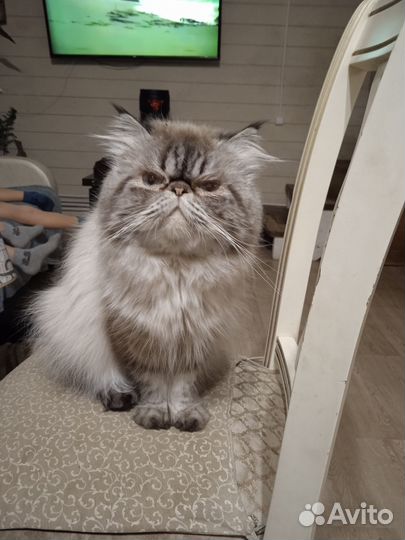 Персидский кот вязка