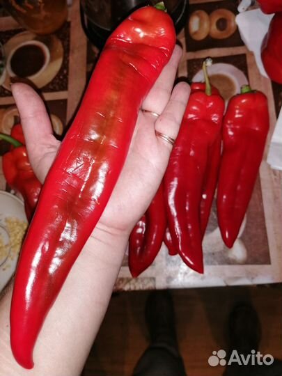 Перец, коллекционные сорта