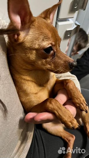 Русский той-терьер