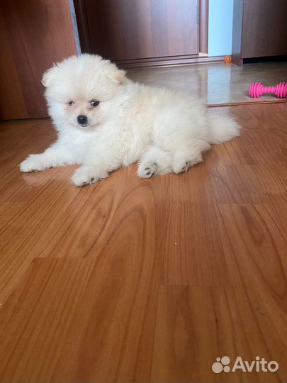 Померанские шпицы в добрые руки