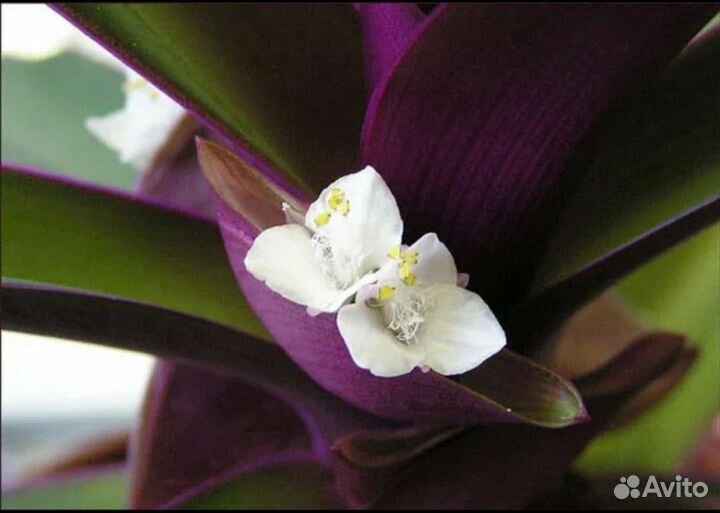 Рео комнатный неприхотливый цветок