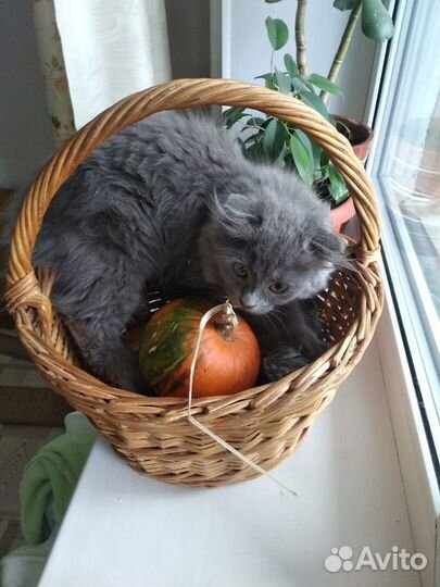 Котенок девочка в добрые руки