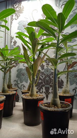 Адениум Микс