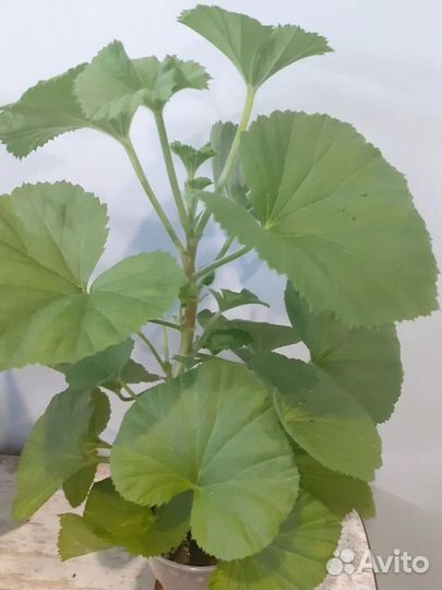 Пеларгония герань королевская