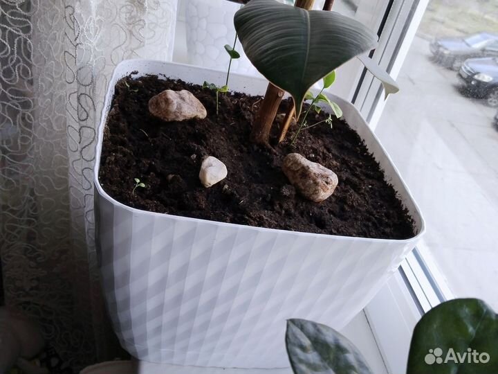 Фикус каучуконосный большой 1год