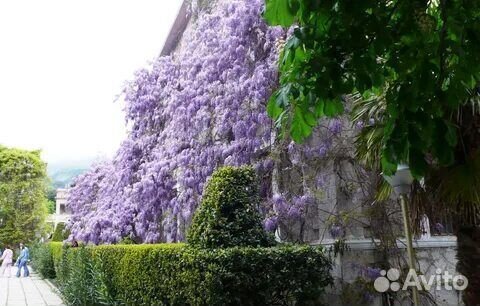 Глициния японская