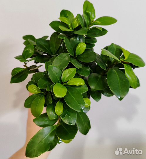 Фикус гинсенг