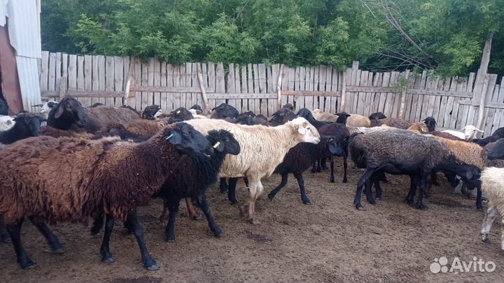 Эдильбаевские овцы