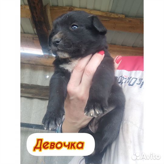 Щенки в дар