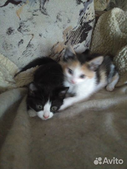 Котята найдёныши