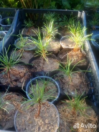 Кедр сибирский саженцы