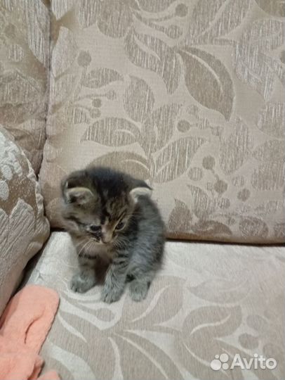 Вислоухая кошечка