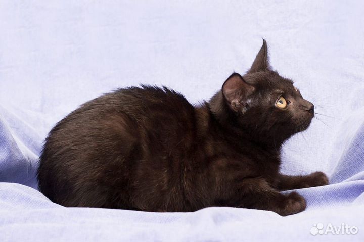 Кошка Фея покорит Ваше сердце