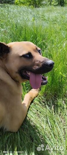 Собака в добрые руки