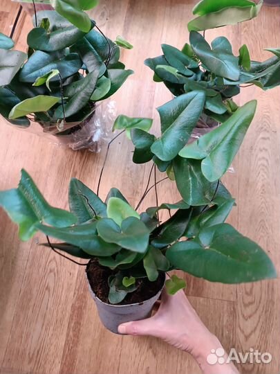 Папоротник Сердце. Комнатные цветы