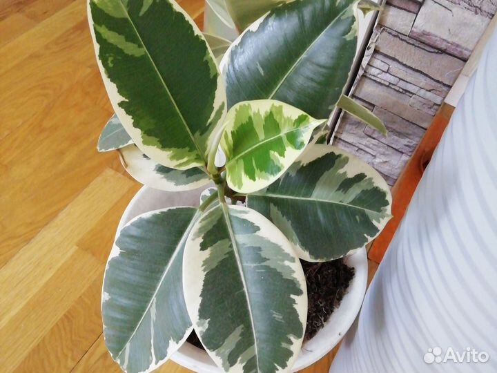 Фикус эластика тинеке,давно Укоренен,вариегатный