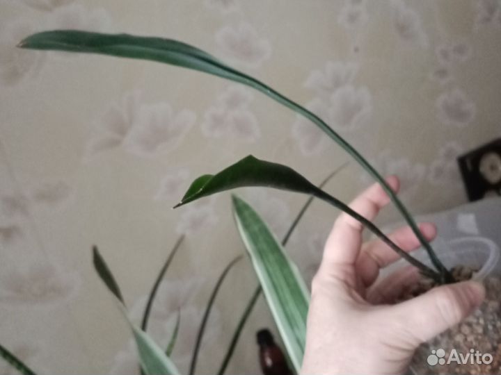 Сансевьерии. Детки