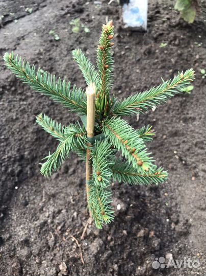 Ель Инверса С2-35см