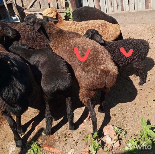 Племенной Баран