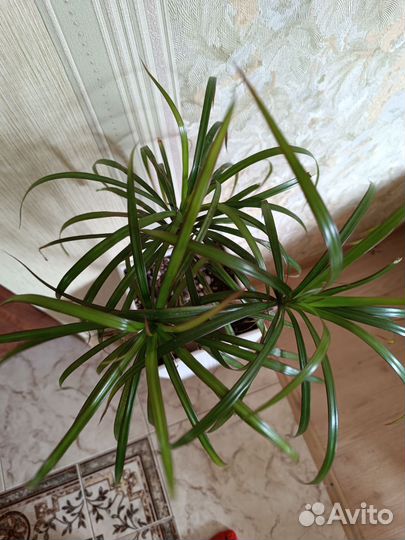 Драцена. Филодендрон