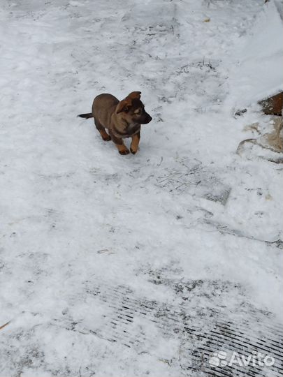 Щенок в добрые руки