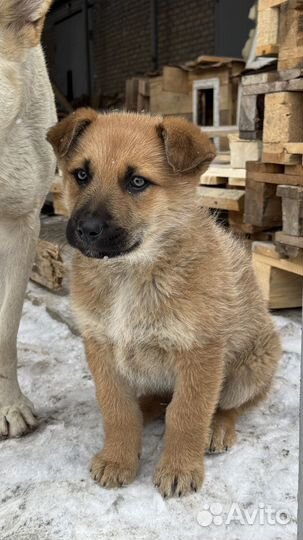 Щенок в добрые руки, мальчик