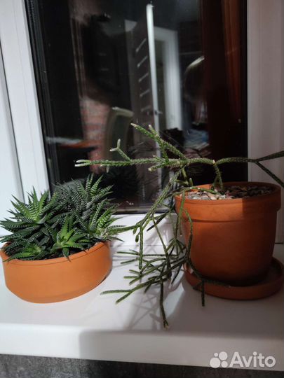 Кактус суккуленты с горшком