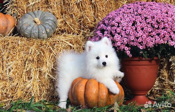Лучший компаньон - Японец