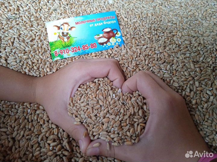 Зерно пшеница