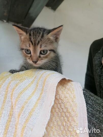 Котенок мальчик тигровый