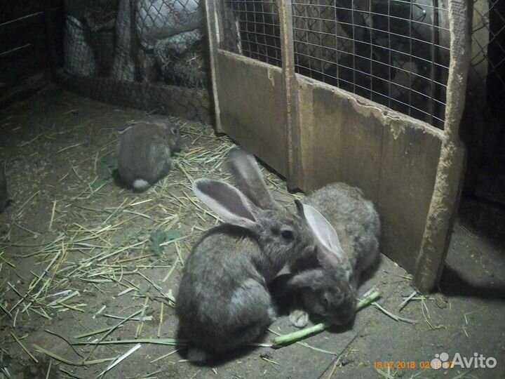 Кролики мясных пород