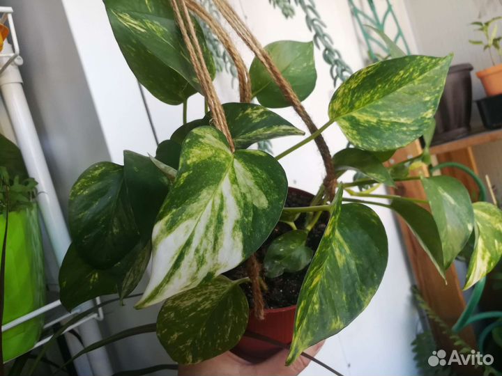 Сциндапсус