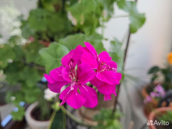 Пеларгония герань позебудная,душистая,сортовая