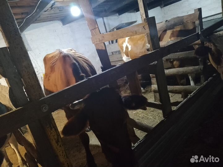 Коровы и телята