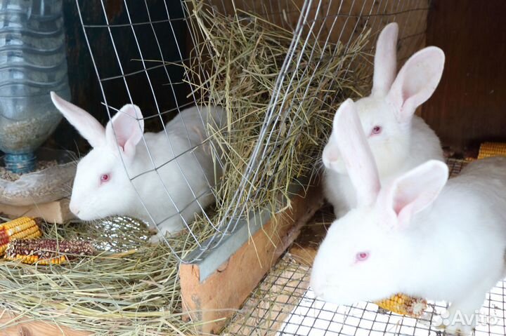 Кролик белый панон