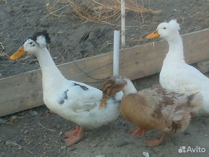 Утки хохлатые крикун