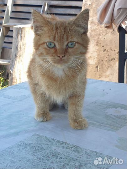 Котик в добрые руки)