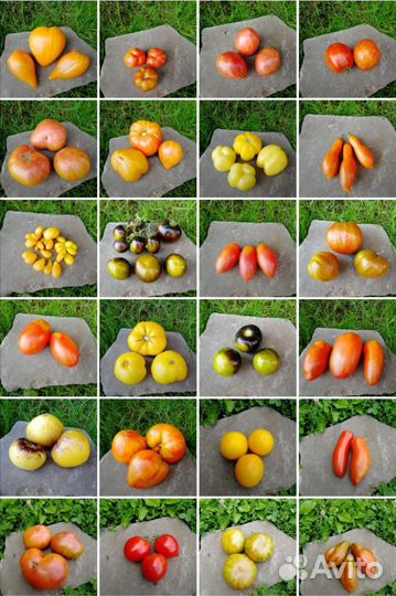 Семена помидоров томатов