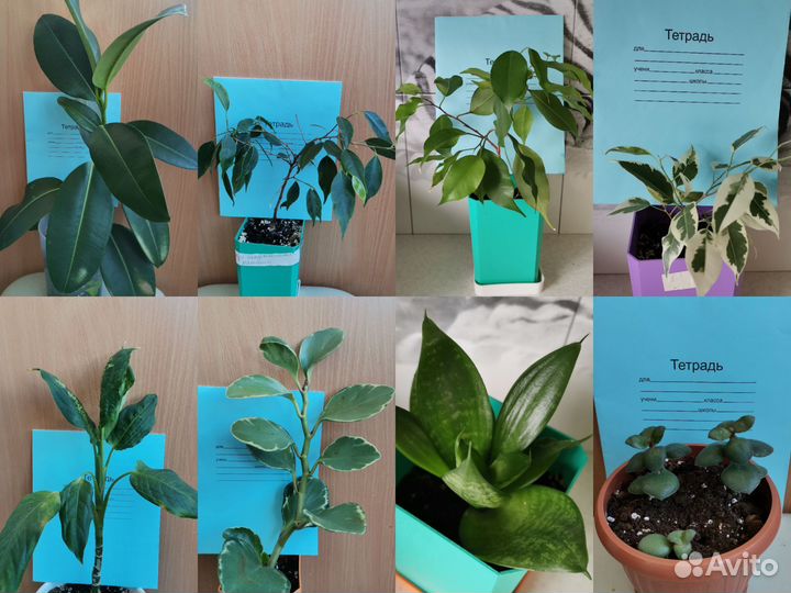 Комнатные домашние растения