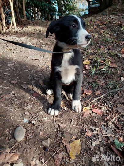 Щенок Девочка в добрые руки